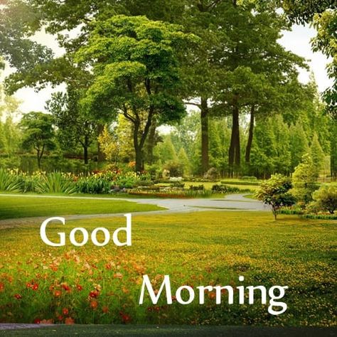 Meditation Pictures, Good Morning Nature Images, Gm Images, Good Morning Animals, Good Morning Massage, Free Good Morning Images, Ramadan Wishes, Happy Pongal, Good Morning Coffee Gif