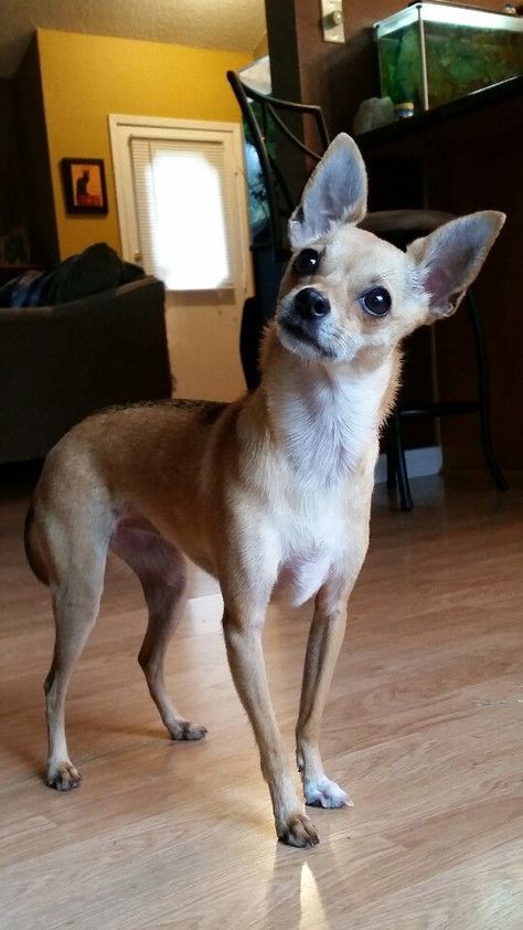 ☆ Twinkles ☆ the deer head  Chihuahua Deer Chihuahua, Deer Head Chihuahua, Chihuahua Puppies For Sale, Teacup Chihuahua, Chihuahua Lover, Cute Chihuahua, Cuddly Animals, Chihuahua Love, Chihuahua Puppies