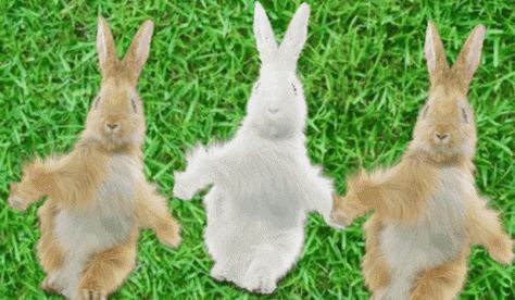 Dancing Rabbits GIF - Dancing Rabbits Dancing rabbits - Discover & Share GIFs Dancing Bunny, Dancing Rabbit, Running Gif, Rabbit Gif, Dancing Animals, Dancing Gif, Book Art Drawings, Rabbits, Animated Gif