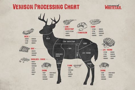 Want to get the most out of your deer? Learn what each cut is best used for with this guide, complete with a venison processing chart and recipe suggestions. Meat Cuts Chart, Deer Butchering, Venison Backstrap Recipes, Deer Processing, Venison Tenderloin, Venison Backstrap, Venison Meat, Deer Recipes, Venison Steak