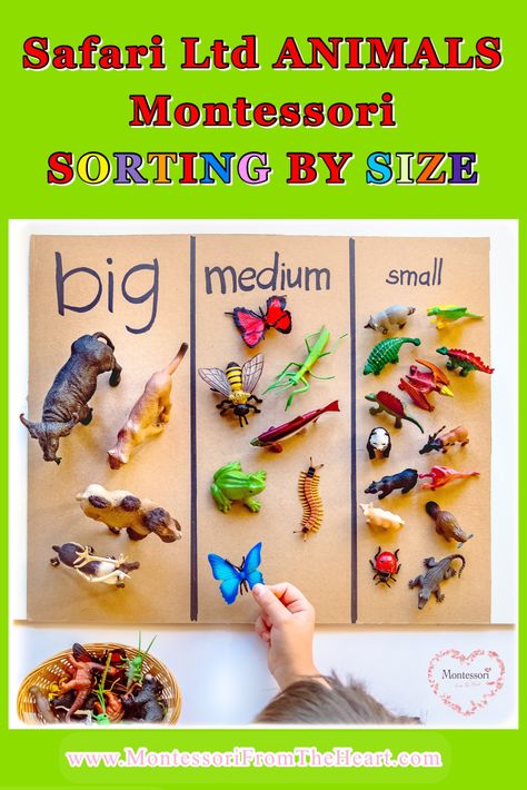 Sorting Lesson Plans For Preschool, Sort And Classify Kindergarten, Classifying Animals Activities, Sorting Activities For Kindergarten, Sorting Activities For Preschool, Kindergarten Sorting Activities, Sort By Size, Toddler Math, Size Sorting