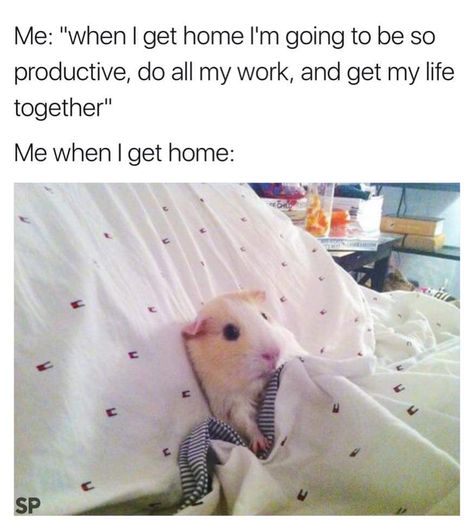 Me: "When I get home I'm going to be so productive, do all my work, and get my life together." Me when I get home:  (Why is this so true?!) Get My Life Together, صور مضحكة, Infp, Infj, Animal Memes, Bones Funny, Guinea Pigs, Mbti, Funny Cute