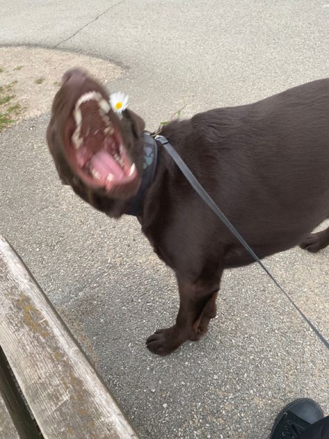 Chocolate Lab Puppies, Labrador Funny, Fluffy Cows, Cute Small Animals, Very Cute Dogs, Labrador Retriever Puppies, Chocolate Labrador, Dog Safety, Silly Dogs