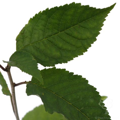 Identify Trees By Leaves, Leaf Falling From Tree, Beech Tree Leaves, Tree Sapling, Leaves Falling From Trees, Cherry Leaves, Tree Leaf Identification, Cherry Plant, Ornamental Cherry