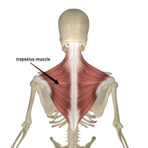 Trapezius and Yoga - Essential yoga body parts - YOGATEKET Trapezius Muscle Anatomy, Trapizeus Muscle, Trapezius Anatomy, Teres Major Muscle, Trapezius Muscle Pain, Deltoid Muscle, Neck Muscle Anatomy, Teres Major, Trapezius Muscle