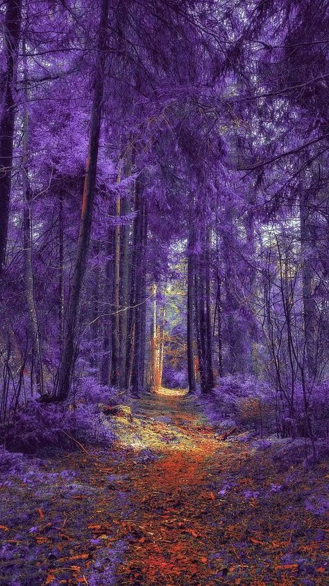 Wisteria Forest, Purple Forest, Wallpaper Collage, Wisteria Tree, Purple Trees, Magic Forest, Pretty Landscapes, Forest Art, Fantasy Art Landscapes