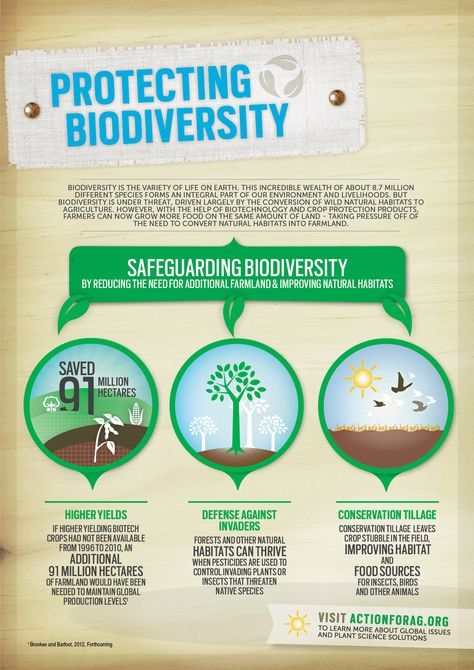 Biodiversity Poster Ideas, Biodiversity Infographic, Diversity Infographic, Biodiversity Poster, Plant Biotechnology, Bio Diversity, Science Infographics, Global Perspectives, Environmentally Friendly Living