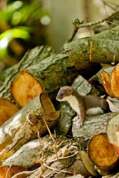 They are called Ermines here. English Wildlife, Pine Martin, Life In The Woods, Wood Pile, British Wildlife, Woodland Creatures, Nature Animals, Science And Nature, Woodland Animals