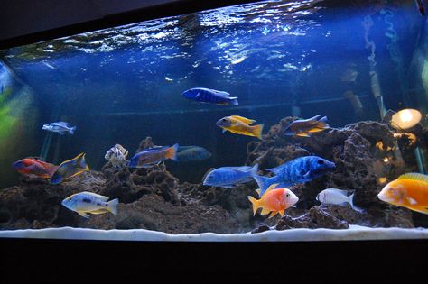 120g all male hap/peacock tank Peacock Cichlid Tank, Cichlid Tank, African Cichlid Aquarium, Lake Malawi Cichlids, Aquarium Inspiration, Cichlid Aquarium, Malawi Cichlids, Cichlid Fish, Amazing Aquariums