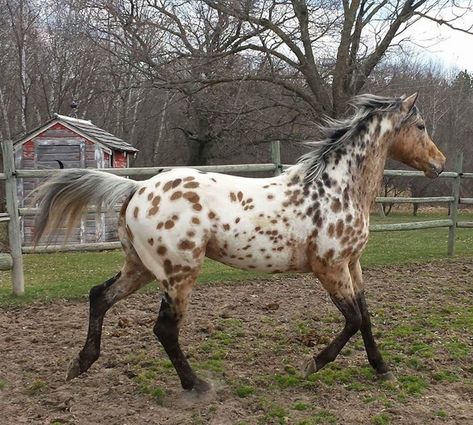 Bay Semi Leopard Appaloosa Animals Tattoos, Leopard Appaloosa, Horse Coat Colors, Horse Inspiration, Quotes Education, Horse Boarding, Humor Quotes, Horse Aesthetic, Most Beautiful Horses