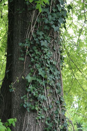 [Picture: Tree-trunk with ivy 2] Ivy Tree, Illustration Reference, Twisted Tree, Picture Tree, English Ivy, Ivy Plants, Illustration Portrait, Body Reference Poses, Tree Trunks