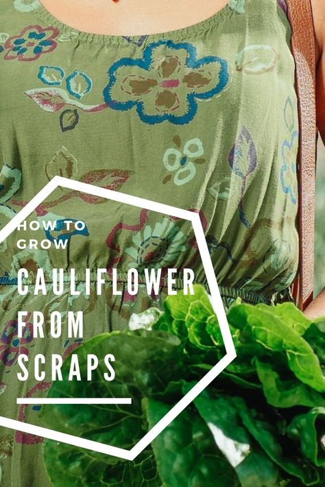 How To Grow Cauliflower, Grow Cauliflower, Growing Cauliflower, Regrow Vegetables, Gardening Hacks, Garden Mini, Mini Farm, Be Productive, Fruit Garden