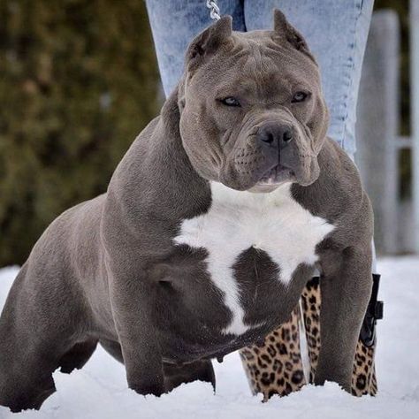 Adult Razor American Bully Blue Pitbull, Bully Pitbull, Bully Breeds Dogs, Pitt Bull, Scary Dogs, American Pitbull, Bully Dog, Rottweiler Puppies, Companion Dog