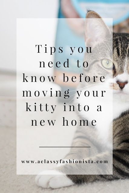 TIPS YOU NEED TO KNOW BEFORE MOVING YOUR KITTY TO A NEW HOME | A Classy Fashionista  Moving with Cats, Moving with Pets, Tips for moving with cats, Purina, Purina One Cat Food  #PurinaONEPets #ad Moving With Cats, Moving With Pets, Moving Into New Home, Information About Cats, Moving Help, Purina One, Tips For Moving, House Move, Old Cats