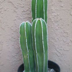 Pachycereus marginatus (Mexican Fence Post Cactus) Mexican Fence Post Cactus, Fence Post Cactus, Mexican Fence Post, Cereus Cactus, Organ Pipe Cactus, Modern Fence, Desert Cactus, Backyard Fences, Fence Post