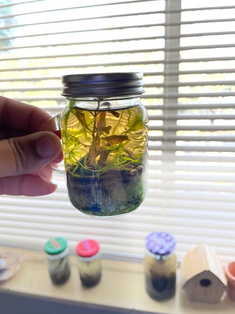 Small Ecosystem In A Jar, Eco System In A Jar, Ecosystem In A Jar, Snail Terrarium, Snail Tank, Baby Snail, Pet Snails, Beautiful Terrariums, Mini Jars