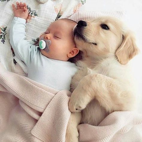 . Baby Astethic, Cele Mai Drăguțe Animale, Psy I Szczenięta, 골든 리트리버, Foto Baby, Golden Retrievers, Cute Kittens, Baby Dogs