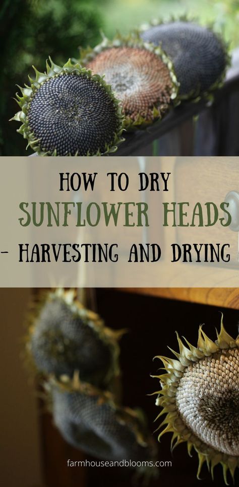 two pictures of sunflower heads drying How To Dry Out Sunflowers For Seeds, How To Dry Sunflower Seeds, How To Process Sunflower Seeds, Dried Sunflower Heads, How To Harvest Sunflower Seeds To Plant, How To Dry Sunflowers For Seeds, How To Dry Sunflowers, Drying Sunflowers For Seeds, What To Do With Sunflowers