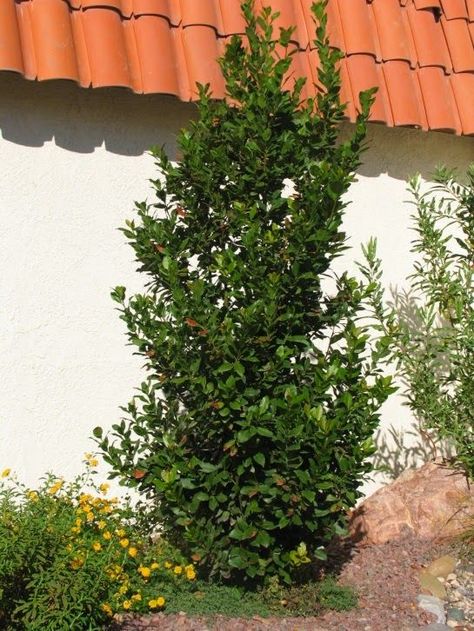 Laurus nobilis column - Sweet Culinary Bay Online Landscape Design, Bay Laurel, Laurus Nobilis, Planting Plan, Buy Seeds, Evergreen Shrubs, Landscaping Plants, Desert Landscaping, Marinara