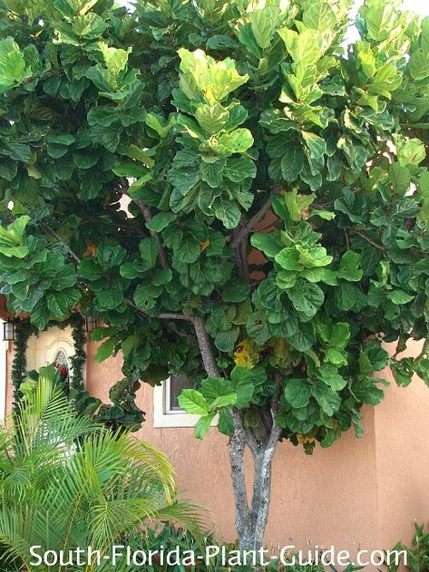 Young fiddle leaf fig by a house Fiddle Tree, Fiddle Leaf Tree, Florida Landscaping, Florida Plants, Identify Plant, Fiddle Fig, Fiddle Leaf Fig Tree, Plant Guide, Fiddle Leaf