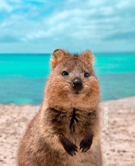 Australia Moodboard, Quokka Animal, Rottnest Island, Australia Clothes, Australia Animals, Animal Antics, Perth Western Australia, Ootd Summer, Australia Travel