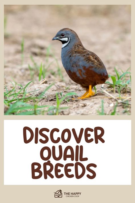 Discover the perfect quail breed with guidance from The Happy Chicken Coop. Their comprehensive manual will assist you in choosing the ideal quail species that aligns with your specific requirements and preferences. Whether you're a seasoned farmer or an aspiring quail enthusiast, this guide will provide invaluable insights for selecting the right breed to suit your unique situation. Choose wisely and enhance your quail-raising experience today! Quail Vs Chicken, Quail Coop Ideas Diy, Quail Breeds, Quail Raising, Button Quail, Training Chickens, Quail Coop, Goat Health, Raising Quail