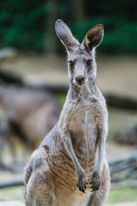 Kangaroo Pictures, Kangaroo Image, Kangaroo Jumps, Australia Wildlife, Grey Kangaroo, Kangaroo Stuffed Animal, Australia Animals, Close Up Photography, Forest Photography