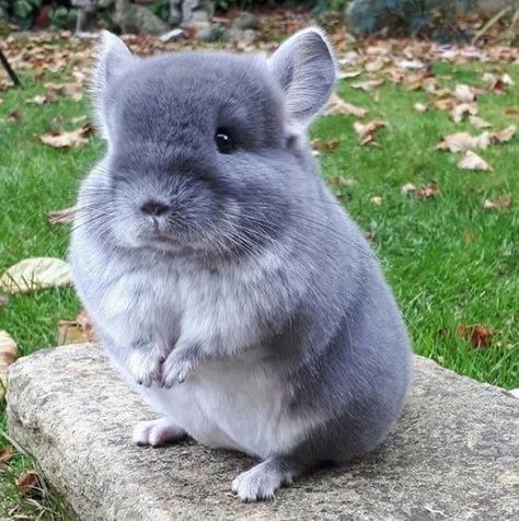 Chinchilla Wallpaper, Chinchillas, Historical Facts, Facts About, The History, Stray Kids, History, Memes