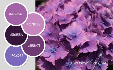 Color Palette Archives - Page 6 of 12 - Lemon Paper Lab Pansy Color Palette, Periwinkle Color Palette, Purple Pallet, Purple Periwinkle, Color Palette Ideas, Periwinkle Color, Palette Ideas, Lavender Blush, Orchid Purple