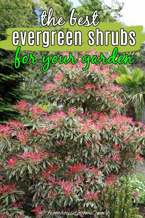 best evergreen shrubs for your garden Evergreen Shrubs For Shade, Shrubs For Shade, Foundation Plants, Evergreens For Shade, Shade Loving Shrubs, Shade Landscaping, Evergreen Bush, Fast Growing Evergreens, Backyard Ponds