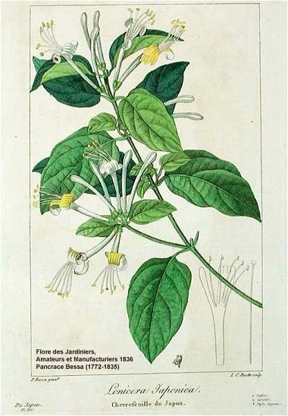 Lonicera Japonica, Jasmine Tattoo, Japanese Honeysuckle, Arabian Jasmine, Jasminum Sambac, Illustration Flower, Floral Tattoos, Wolves And Women, Flower Artists