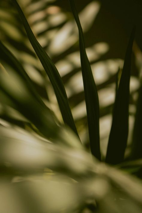 Green Palm Leaves and Their Shadows · Free Stock Photo Leaf Shadow Photography, Plant Shadow, Leaf Shadow, Green Palm Leaves, Shadow Photography, Brunch Ideas, Palm Leaves, Projector, Free Photos