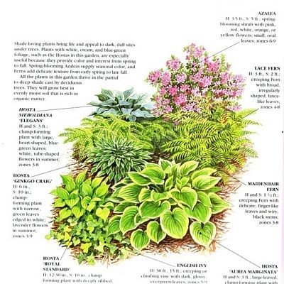 Shade garden - would love this under my HUGE tree! :-) Shade Landscaping, Garden Shade, Shade Garden Plants, Hosta Gardens, Garden Plan, Garden Shrubs, Have Inspiration, Backyard Garden Design, Woodland Garden