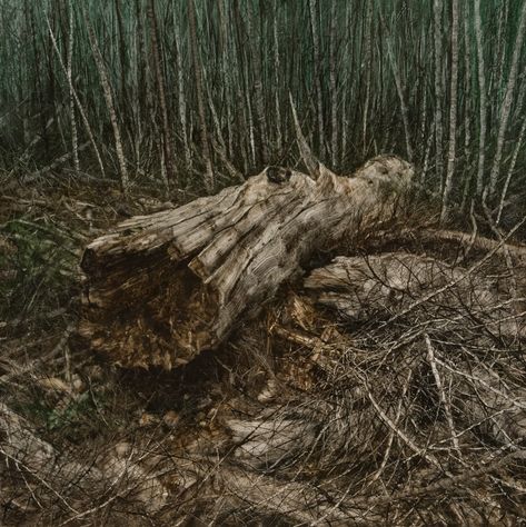 Australia Landscape, Tree Logs, Fallen Tree, Forest Elf, Tasmania Australia, Landscape Elements, Forest Floor, White Tree, Pine Forest