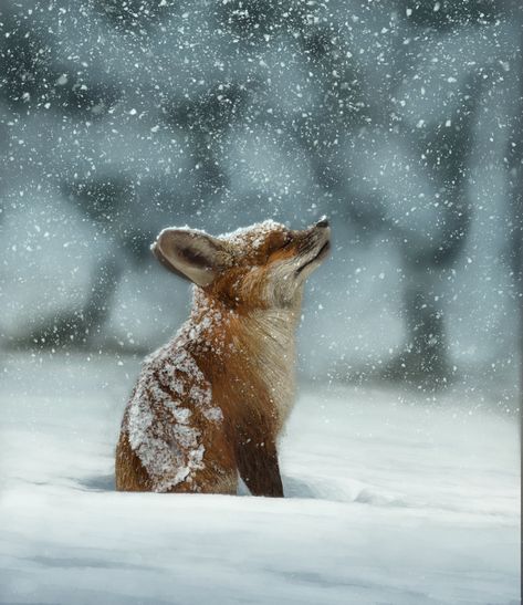 Fox In The Snow, Cute Fox, Sweet Animals, Animal Photo, Nature Animals, 귀여운 동물, Animals Friends, Beautiful Creatures