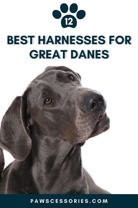 Pet parents of great danes will be pleased to know that harnesses are an effective and safe alternative to collars. Here's my top 12 best harnesses for great danes! Great Danes, Dog Ages, Dog Leashes, September 2022, Best Budget, Pet Parent, Great Dane, Dog Harness, Dog Leash