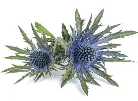 Eryngium Thistle Blue Flower Thistle Blue, Holly Flower, Thistle Tattoo, Flip Image, Sea Holly, Small Art Prints, Modern Flower Arrangements, Pink Wedding Flowers, Free Art Prints