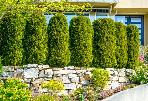 13 Fast-Growing Privacy Trees - Backyard Boss Privacy Shrubs, Privacy Hedges, Thuja Green Giant, Shrubs For Privacy, Emerald Green Arborvitae, Tall Shrubs, Leyland Cypress, Privacy Hedge, Privacy Trees