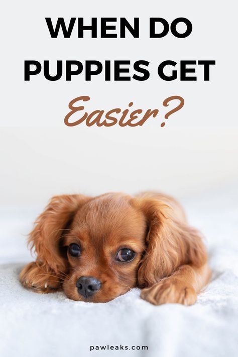 Spaghetti Parm, Puppy Blues, Puppy Training Guide, Puppy Tips, Puppy Socialization, Puppy Stages, Crate Training Puppy, Puppy Time, Land Animals