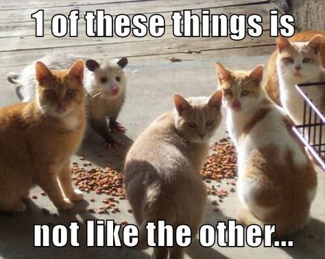 One of These Things Just Doesn't Belong Cat Instagram, Funny Cat Memes, Funny Cute Cats, Silly Cats, Funny Animal Pictures, Cute Little Animals, Animal Memes, Cute Funny Animals, Animals Friends