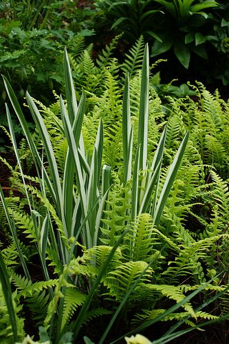 Ferns And Grasses, Fern Garden Landscaping, Iris Variegata, Variegated Iris, Fern Garden Ideas, Iris Pallida, Shady Garden, Shade Garden Design, Woodland Gardens