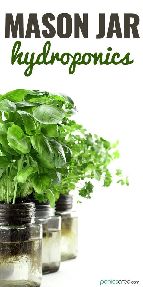 Mason Jar Hydroponics Mason Jar Herb Garden Indoor, Indoor Plant Hacks, Plant Ideas Indoor, Hydroponic Gardening Diy, Hydroponic Herb Garden, Mason Jar Plants, Indoor Hydroponic Gardening, Hydro Gardening, Hydroponic Lettuce