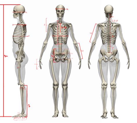 female proportions, Heroic Female Skeletal Anatomy, Female Skeleton Reference, Female Skeleton Art, Anatomy Proportions, Female Proportions, Women Anatomy, Heroic Pose, Human Body Proportions, Female Skeleton