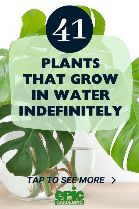 Large Swiss Cheese plant growing in a glear, glass, vase of water. Potplant Ideas, Plants To Grow In Water, Hydro Plants, Air Filtering Plants, Growing Plants In Water, Inside House Plants, Hydro Plant, Snake Plant Varieties, Indoor Cactus Plants