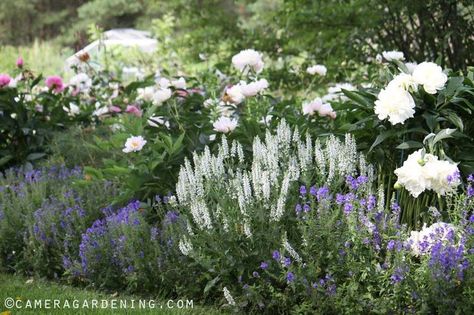 White Peony and Salvia Schneehugel | Plant combinations 2 ... White Peonies Garden, Salvia Garden, Salvia Plants, Rose Garden Landscape, Flowers Peonies, Lavender Garden, Front Landscaping, White Peony, Peonies Garden