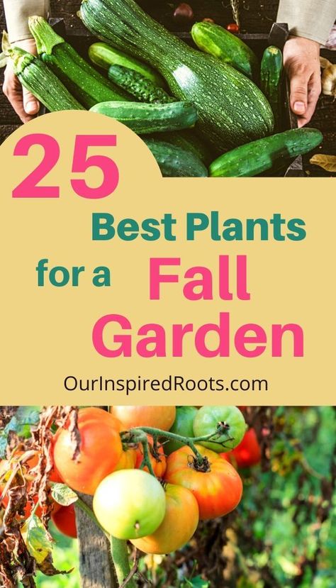 Planting Fall Vegetables, Best Fall Garden Plants, Arizona Fall Garden, When To Plant Fall Vegetables, Fall Garden Vegetables Florida, Plants For Fall Garden, Plants To Grow In The Fall, Fall Garden Zone 7b, Winter Veggies To Grow