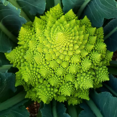 Kitchen Mural, Romanesco Cauliflower, Romanesco Broccoli, Cauliflower Plant, Fractals In Nature, Broccoli Plant, Growing Broccoli, Book Edits, Gardening Inspiration