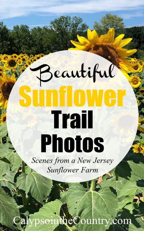 Sunflower field - beautiful sunflower trail photos Sunflower Farm, Sunflower Photos, Sunflower Field Photoshoot, Sunflower Season, Fruit Picking, Sunflower Photo, Farm Photo, Sunflower Fields, Real Plants