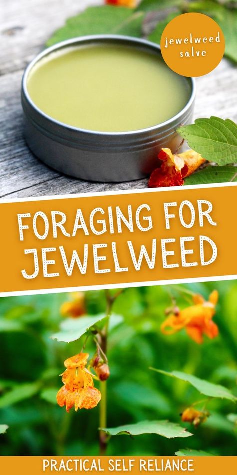 Foraging Jewelweed & Uses: Wild Plant Identification - If you're looking for a rewarding outdoor activity this summer, consider foraging for edible wild plants, such as jewelweed. This medicinal wild plant has been used for centuries to treat common ailments like skin inflammation, itching, and stinging. Not only is it easy to identify, but there's also a ton of jewelweed uses, such as making a jewelweed salve and adding flavor to foods. Learn all about foraging for jewelweed and its many uses. Jewelweed Salve, Fungi Recipe, Medicinal Wild Plants, Medicinal Weeds, Wild Foraging, Herbal Medicine Recipes, Wild Food Foraging, Herbal Remedies Recipes, Salve Recipes