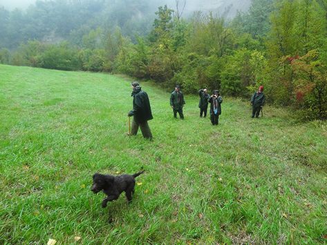 Truffle Hunting in Italy – a Unique Italian Experience – NeverStopTraveling Sienna Italy, Best Places In Italy, Truffle Hunting, Places In Italy, Italy Tours, Black Truffle, The New York Times, Truffles, The Kitchen